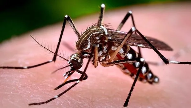 Los mosquitos del género «Aedes», como el mosquito tigre, pueden transmitir esta enfermedad