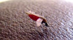 La mortalidad por malaria se reduce a la mitad