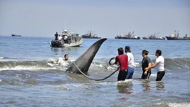 Fotografía cedida por La Armada de Chile del rescate de la ballena varada