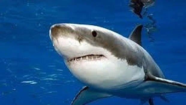 Los tiburones se orientan en el mar con el olfato