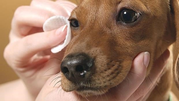 La limpieza de la mascota es fundamental para su salud