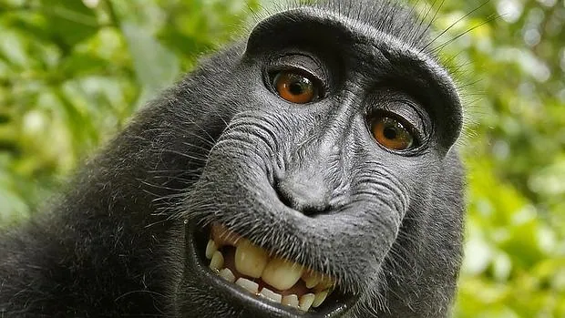 Esta foto del mono Naruto se extendió por todo el mundo