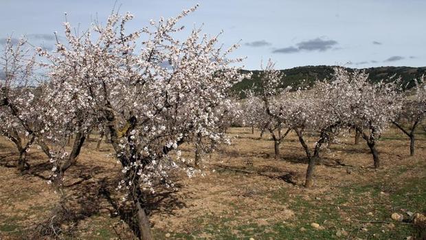 El invierno más cálido en décadas amenaza al sector agroalimentario español