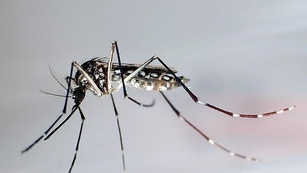 Aedes aegypti, el mosquito que transmite el virus zika