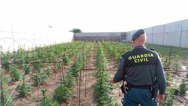 Un agente de la Guardia Civil en una actuación sobre una plantación de marihuana