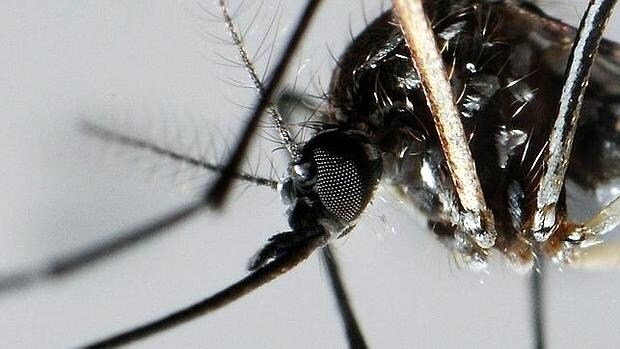El insecto vector de la enfermedad del zika, dengue y chikungunya es el mismo, el Aedes aegypti
