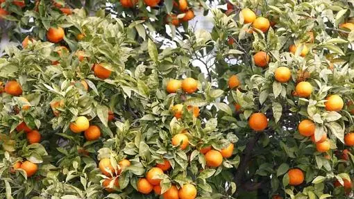 Naranjos abarrotados de fruta