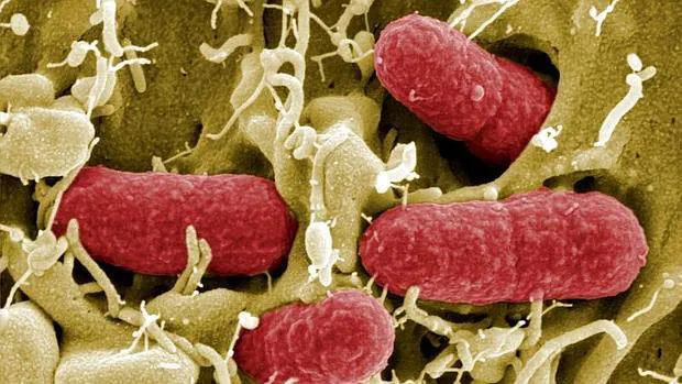 Imagen microscópica de la bacteria E. coli, una de las mayores causantes de intoxicaciones alimentarias