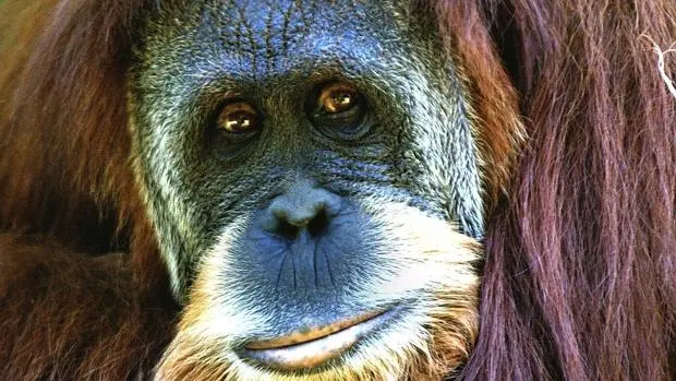Hay 8.000 orangutanes de Sumatra más de los que se creía