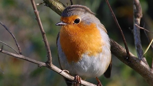 El cambio climático impacta para bien o para mal en las aves de todo el planeta