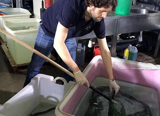 Un grupo de anguilas hembras procedentes del mar Menor y de la albufera de Valencia se someterá a un tratamiento de reproducción asistida dentro de un proyecto de investigación dirigido a la conservación de esta especie, en peligro crítico de extinción