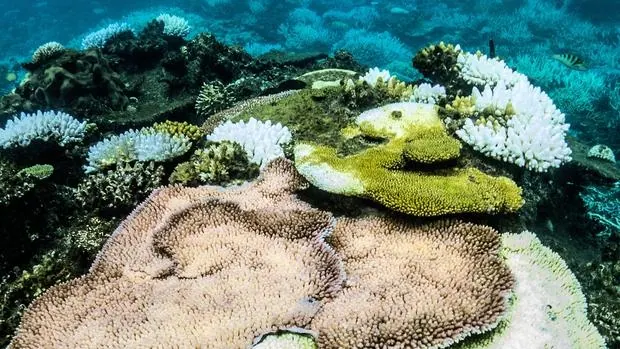 Blanqueamiento de corales