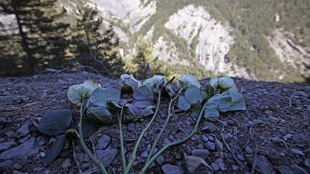 Flores blancas en el lugar del accidente de Germanwings, sucedido hace más de un año