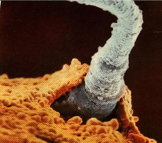 Un espermatozoide en el instante en el que fecunda un óvulo, el milagro de la vida