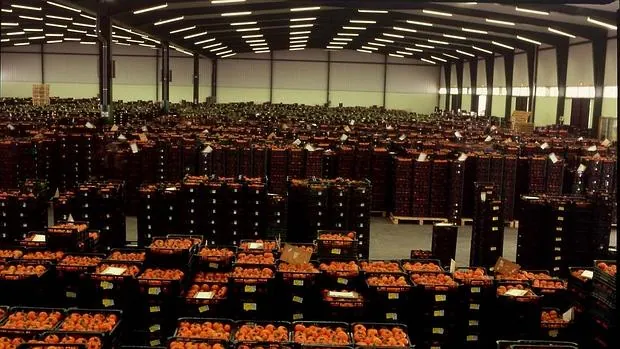 Una partida de tomates procedente de Almería ha alertado a las autoridades de Holanda por el uso de etefón