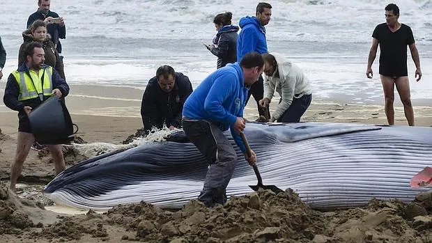 Una ballena encontrada en Punta del Moral, en Huelva, días antes del hallazgo del defín