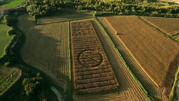 Activistas de Greenpeace marcan un campo de maíz transgénico experimental con una señal de prohibido