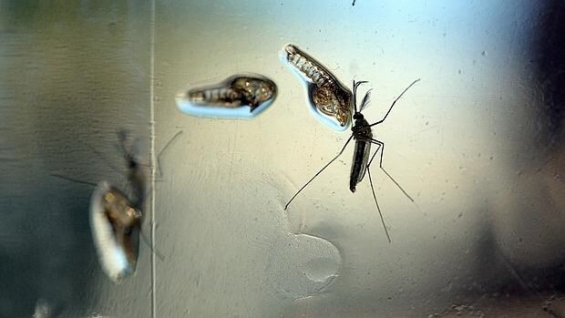 El contagio del Zika se produce por la picadura de un mosquito