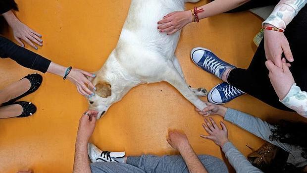 Las terapias con perros son las más conocidas. En la imagen, un grupo de adolescentes con Kiara, la perra utilizada por el equipo de psicólogos del colegio La Salle de Valladolid