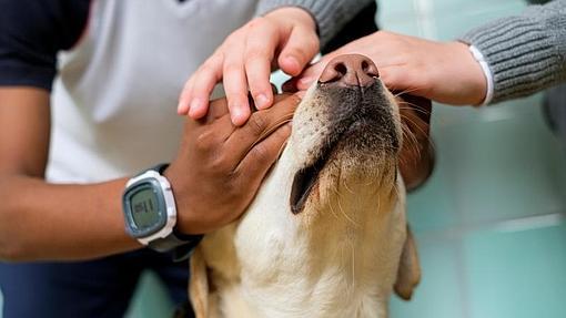 Zooterapia: conoce a los animales que nos curan