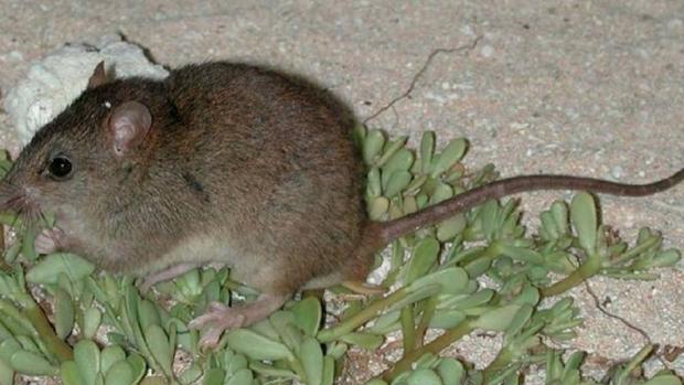 El animal, cuyo nombre científico es «Melomys rubicola», habitaba en el cayo Bramble