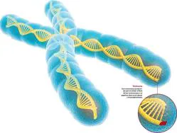 Los telómeros están en los extremos de los cromosomas. Son un testigo interno de nuestra propia salud. Cuando más largos son, más longevos podemos ser y menos posibilidades hay de enfermar