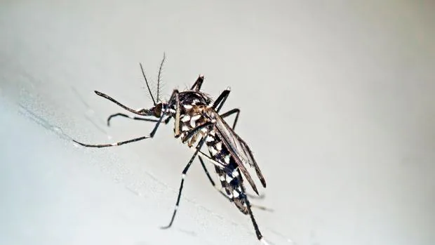 Un mosquito tigre, transmisor del virus del zika