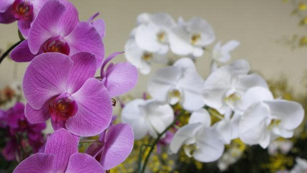 Las orquídeas rebeldes de Filipinas