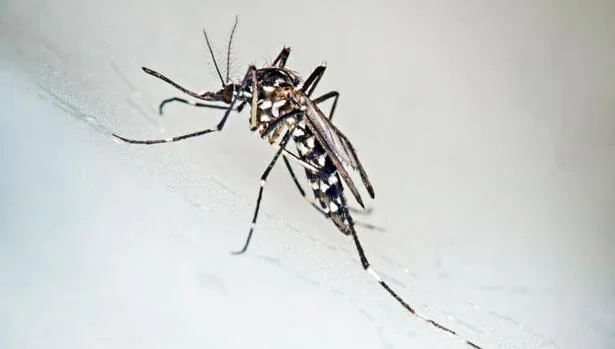 Mosquito tigre (Aedes albopictus), causante del virus zika