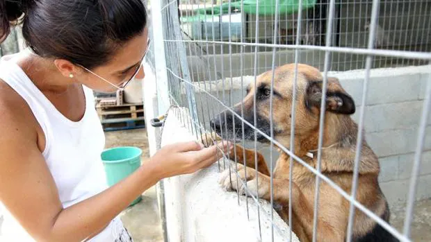 Casi la mitad de los perros recogidos en España por protectoras de animales son adoptados después