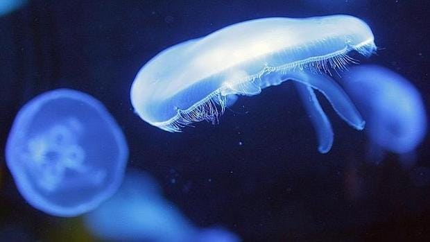 La picadura de las medusas no representa un verdadero peligro en el Mediterráneo