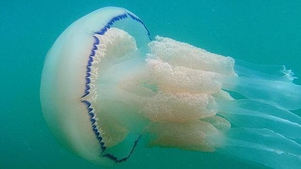 Medusa conocida como aguamala o acalefo azul