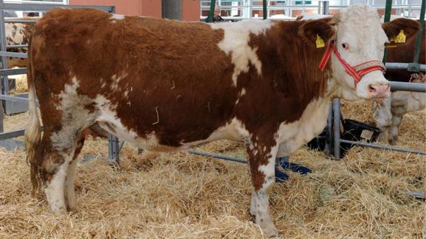 Imagend e archivo de una vaca en una feria ganadera en Zaragoza