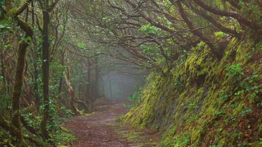 Cinco razones para cuidar los bosques y cinco ideas para lograrlo