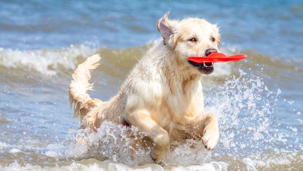 Deportes perrunos