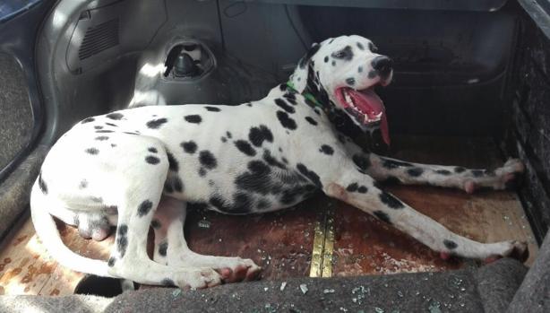Daniel, el perro rescatado, estaba a punto de asfixiarse cuando los agentes rompierton el cristal del coche
