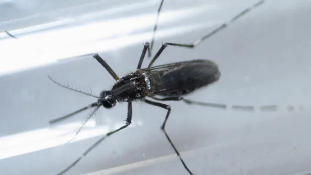 «Aedes albopictus», uno de los mosquitos portadores del virus Zika