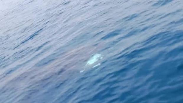 Un tiburón siembra el pánico entre los bañistas en Fuengirola