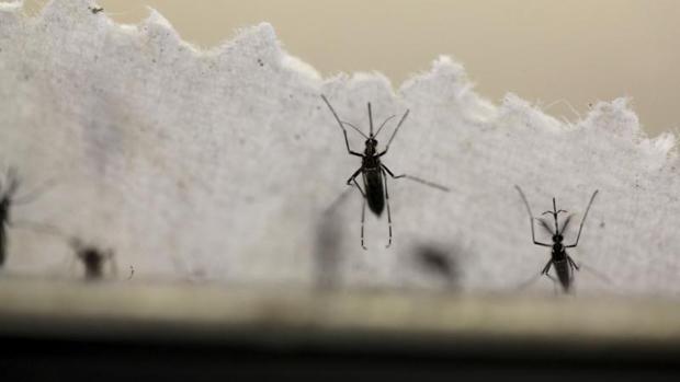 El seis de septiembre se contabilizaron 264 casos de zika en España. Seis días después, a 12 de septiembre, ya son 279 las personas infectadas