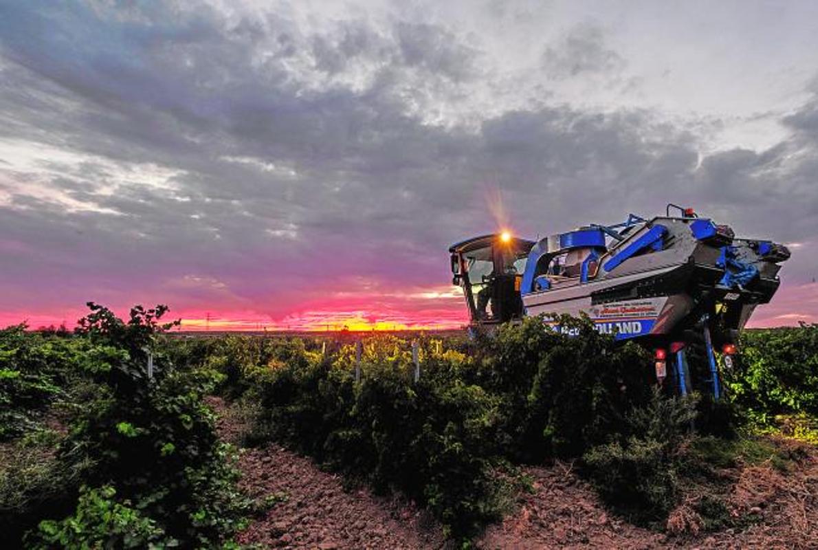 Vendimia de verdejo con una máquina en una finca de EMINA del grupo de MATARROMERA