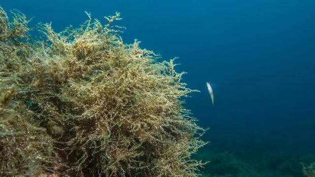 El alga Cystoseira zosteroides es endémica del Mediterráneo y crece en los fondos marinos formando densos bosques submarinos que dan refugio a multitud de otras especies