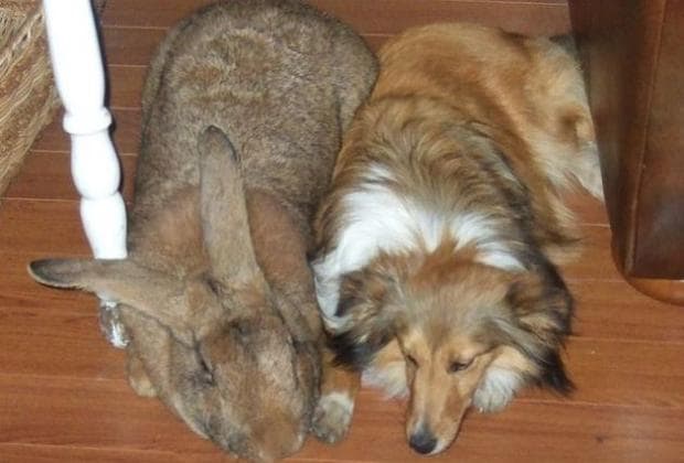 Un conejo gigante, junto a un perro