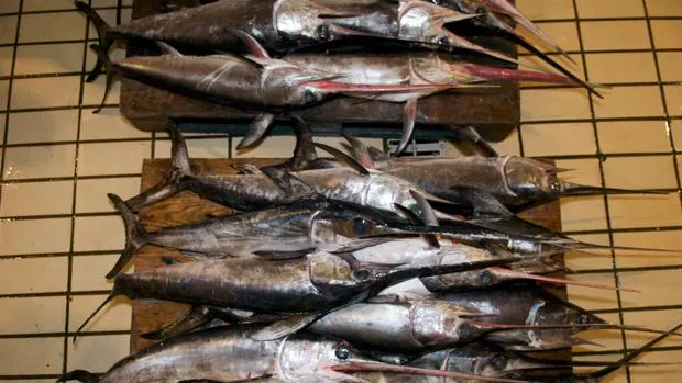 Las poblaciones de pez espada en el Mediterráneo se reducen en un 70% por la sobrepesca