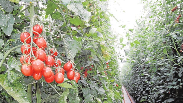 El tomate es la hortaliza de mayor valor cultivada en el mundo