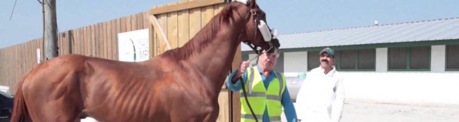 California Chrome