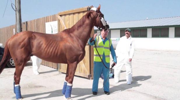 Este es el caballo más rico del mundo