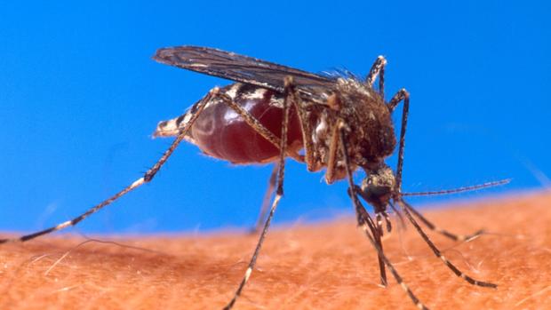  El mosquito «Aedes aegypti», transmisor de la fiebre amarilla