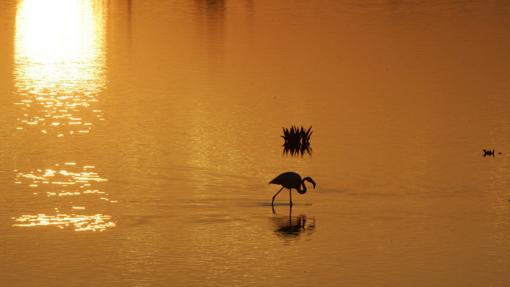 Marismas de Doñana con flamencos