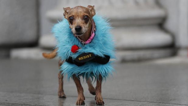 Mascotas, ¿qué se puede y no se puede hacer con ellas?