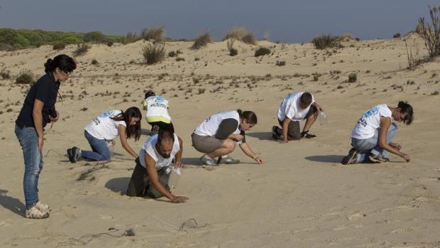 Voluntarios de SEO/BirdLife retiran perdigones de plomo en el Cerro de las Ánsares en el Parque Nacional de Doñana (Huelva)